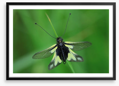 Insects