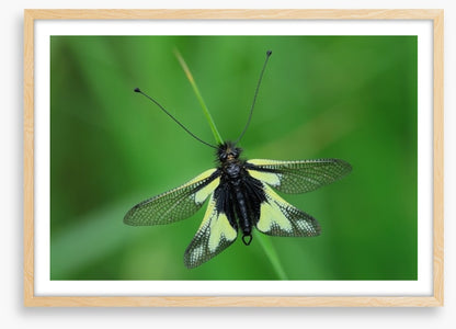 Insects