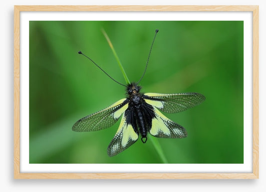 Insects