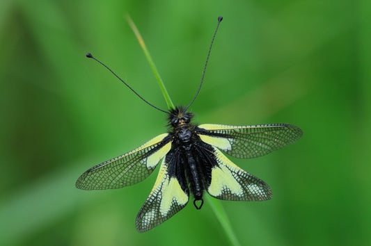 Insects