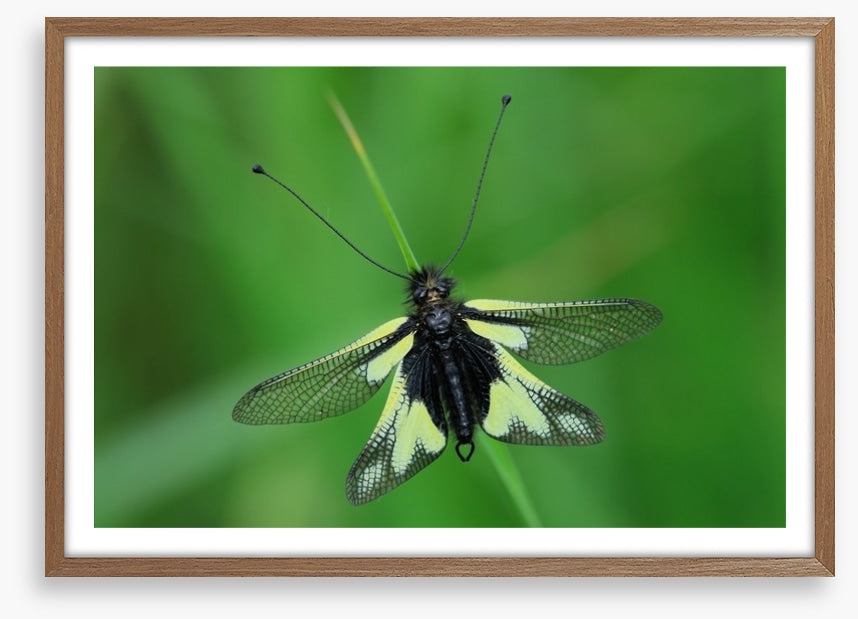 Insects