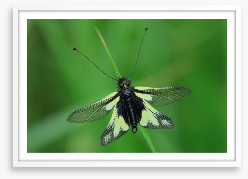 Insects