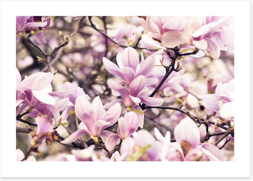 Vintage magnolia