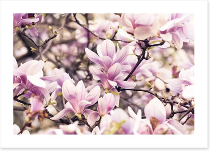 Vintage magnolia