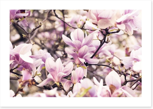 Vintage magnolia