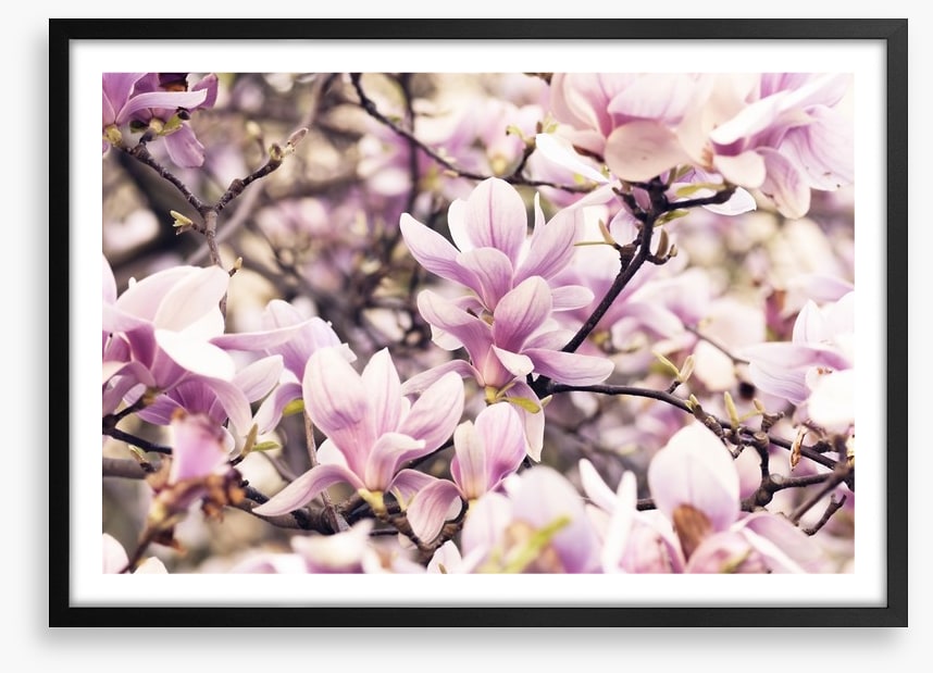 Vintage magnolia