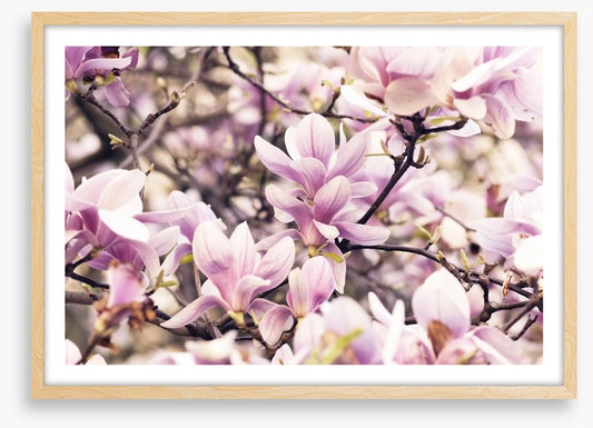 Vintage magnolia