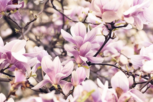 Vintage magnolia