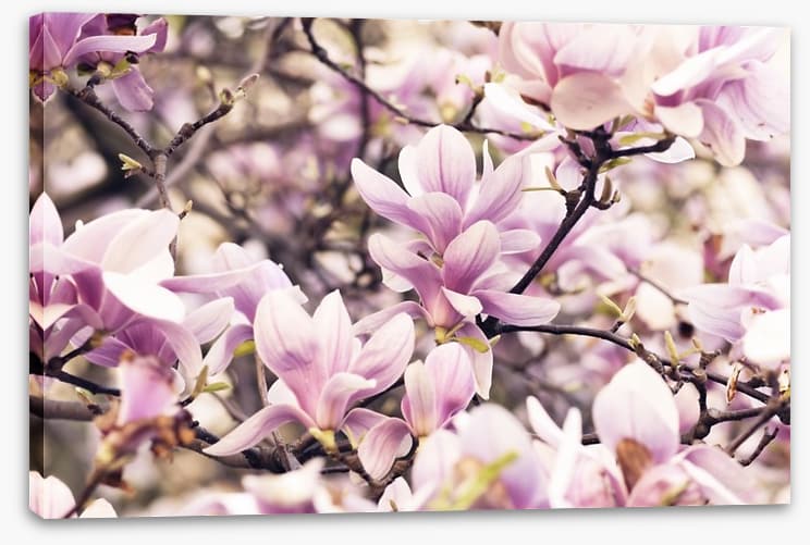 Vintage magnolia