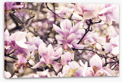 Vintage magnolia