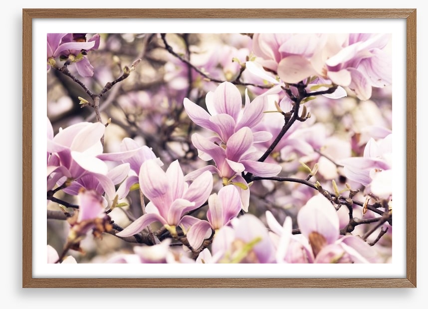 Vintage magnolia