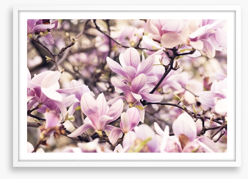 Vintage magnolia