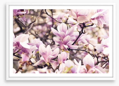 Vintage magnolia
