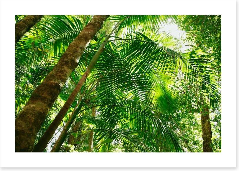 Jungle sun