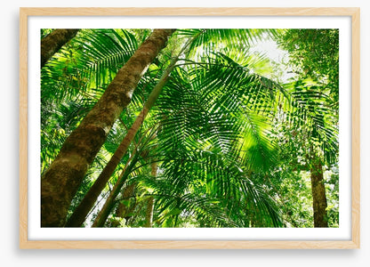Jungle sun