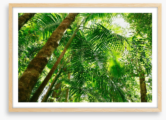 Jungle sun