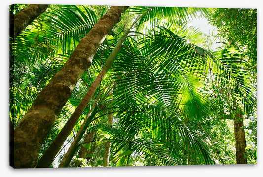 Jungle sun