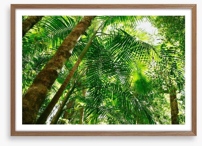 Jungle sun