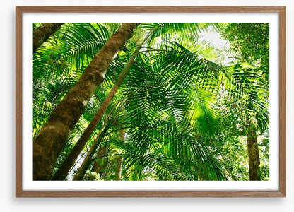 Jungle sun