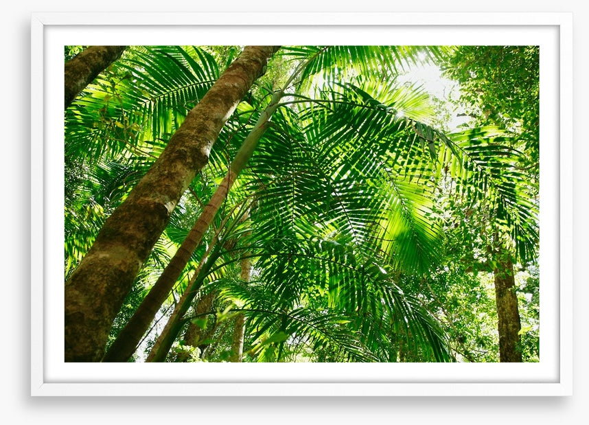 Jungle sun