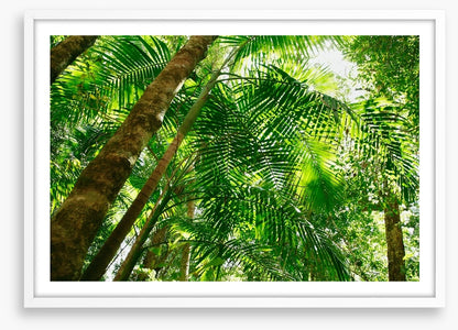 Jungle sun