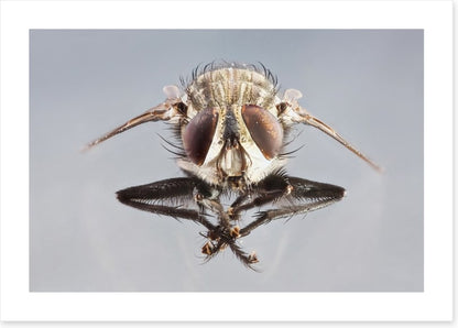 Insects