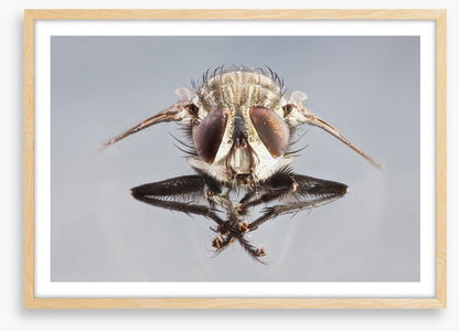 Insects