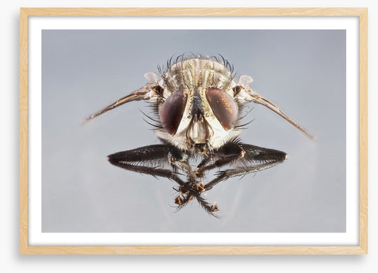 Insects