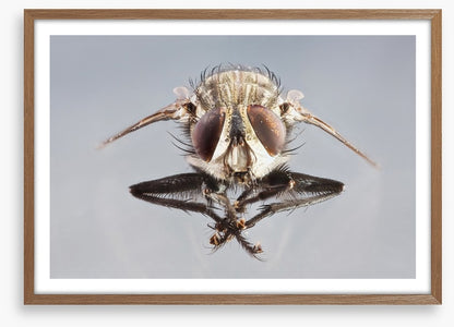 Insects