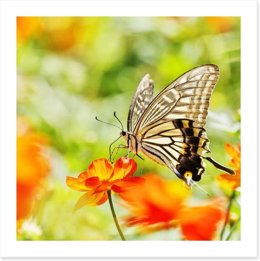 Butterflies