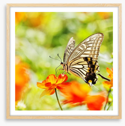 Butterflies