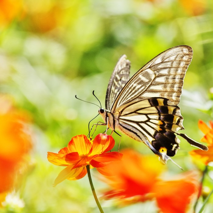 Butterflies