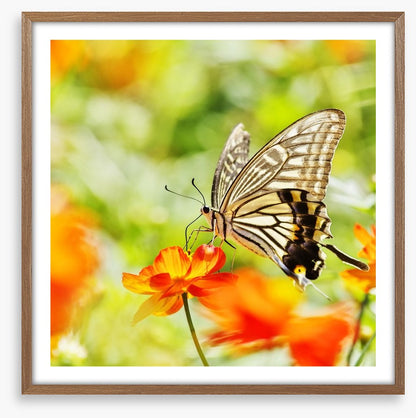 Butterflies