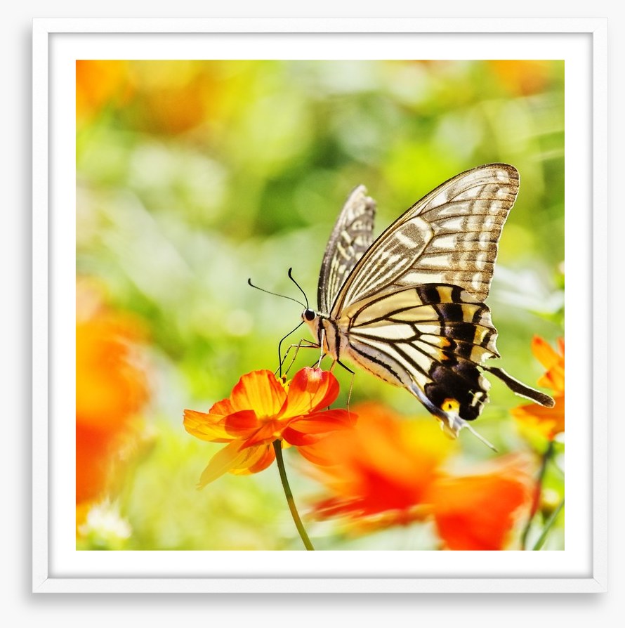 Butterflies