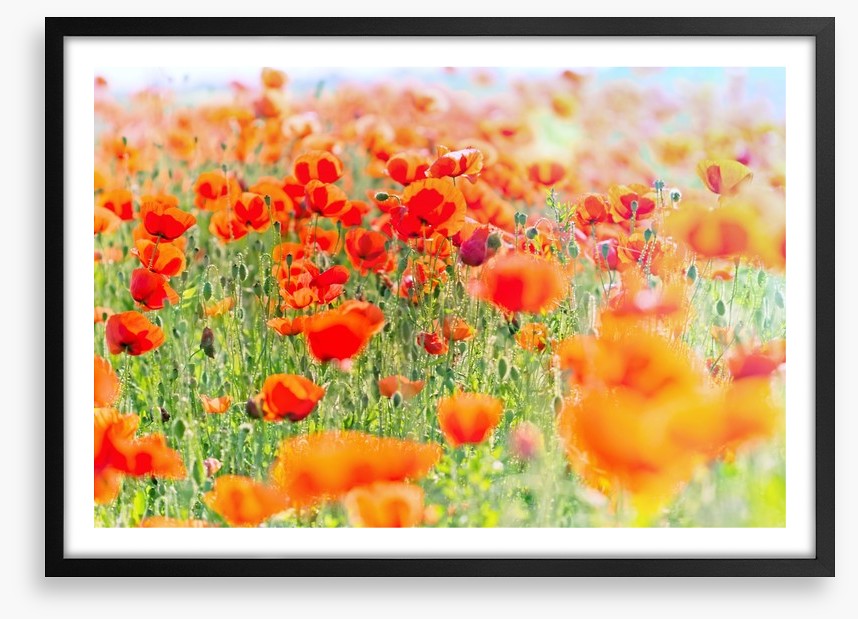 Poppy meadow sunlight