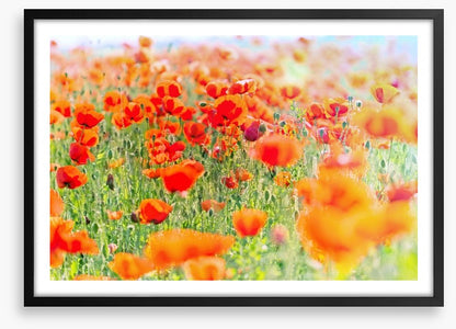 Poppy meadow sunlight