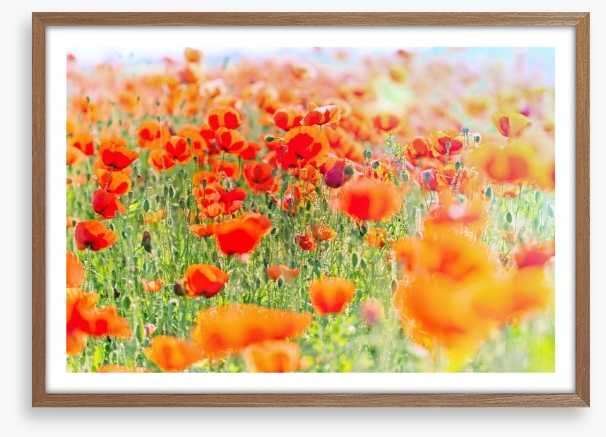 Poppy meadow sunlight