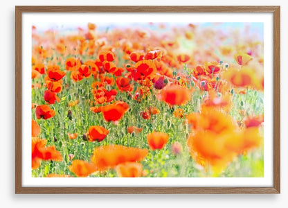Poppy meadow sunlight