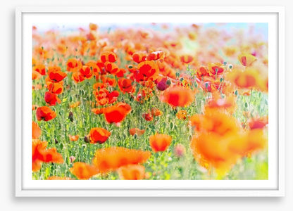 Poppy meadow sunlight