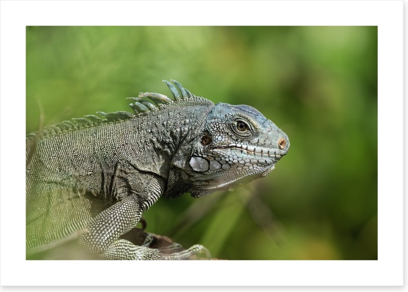 Reptiles / Amphibian