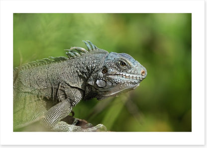 Reptiles / Amphibian