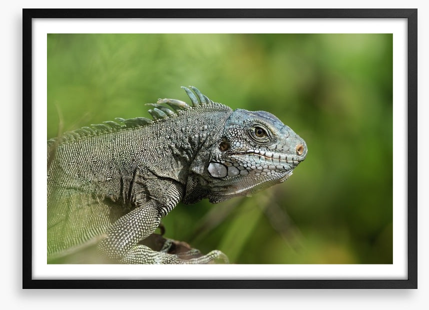 Reptiles / Amphibian