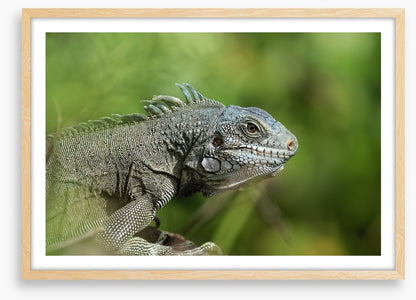 Reptiles / Amphibian