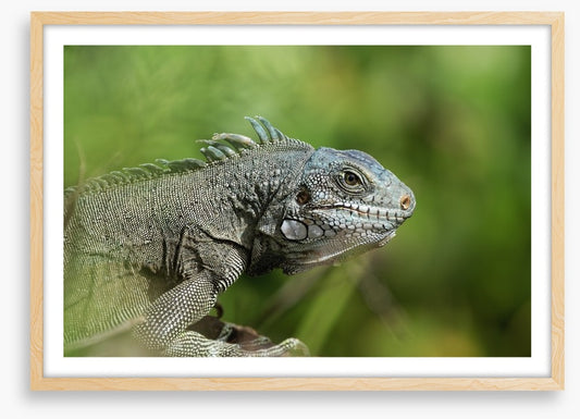 Reptiles / Amphibian