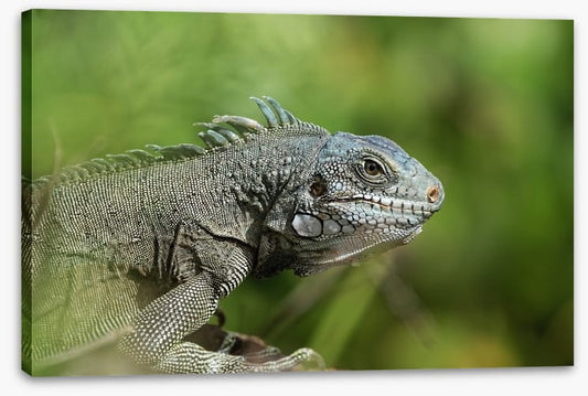 Reptiles / Amphibian