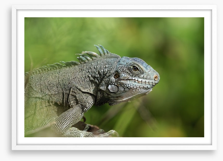 Reptiles / Amphibian