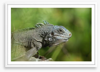 Reptiles / Amphibian