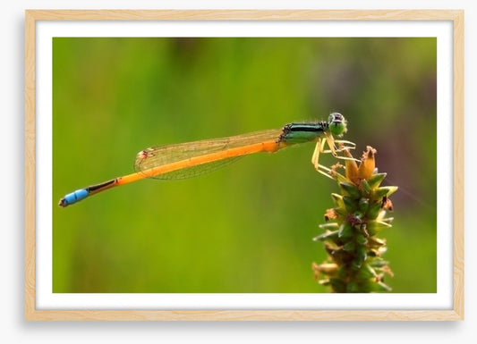 Insects