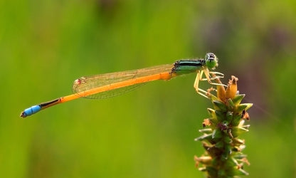 Insects