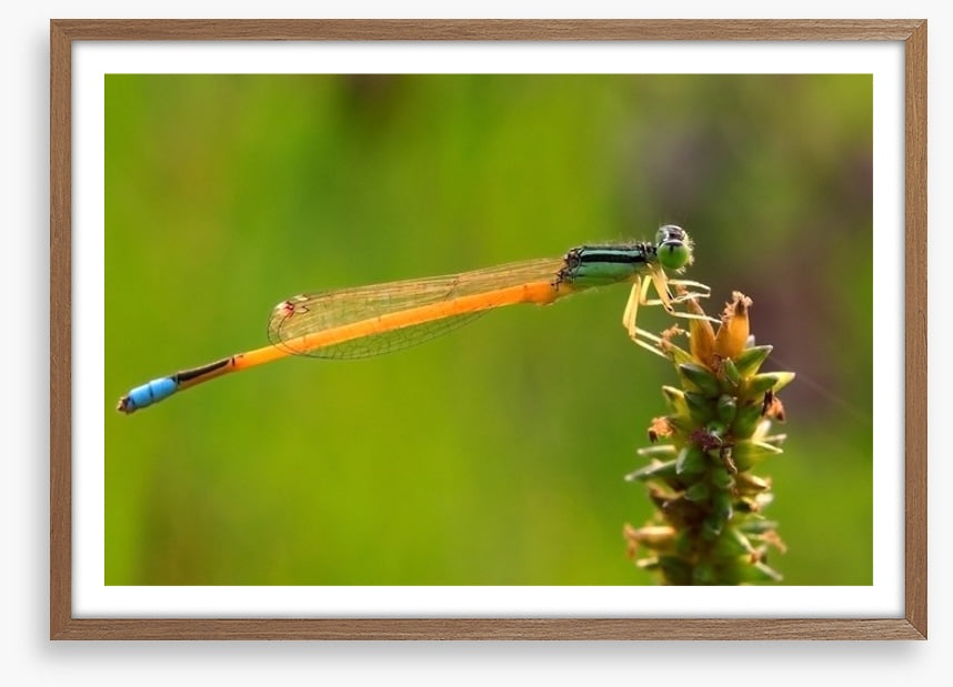 Insects
